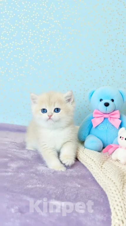 Кошки в Новосибирске: Котенок Мальчик, Бесплатно - фото 1