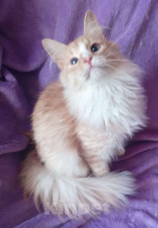 Кошки в Москве: Рыженький с белым серебристый сибирский подросток Мальчик, 20 000 руб. - фото 4