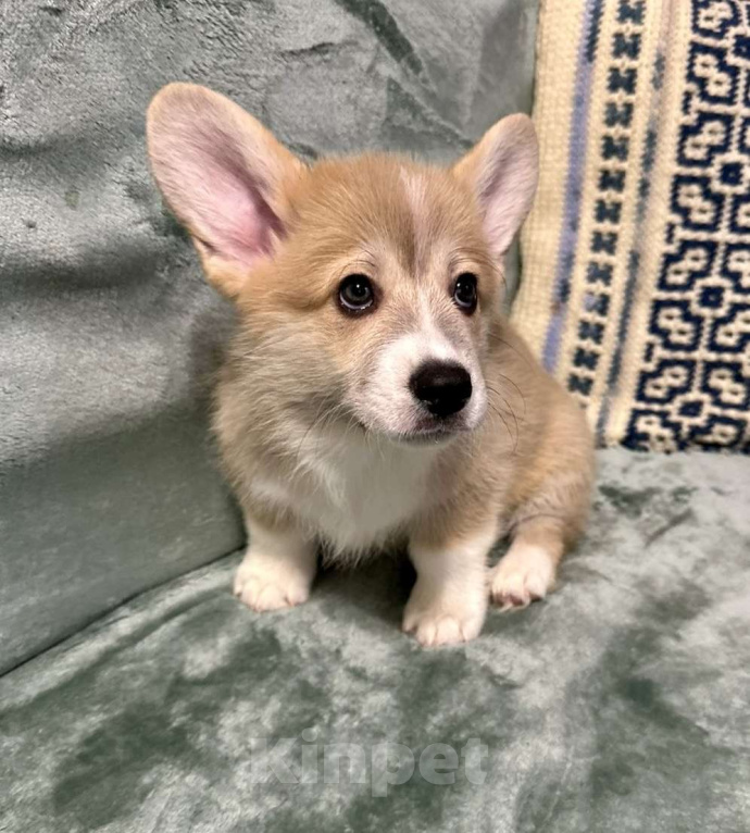 Собаки в Москве: Мальчик2 Мальчик, 35 000 руб. - фото 2