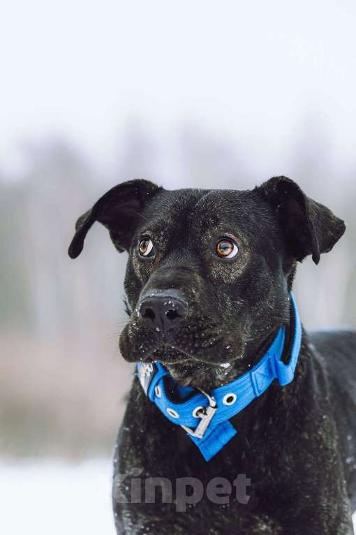 Собаки в Москве: Метис алано эспаньол Дони в добрые руки Мальчик, 1 руб. - фото 2