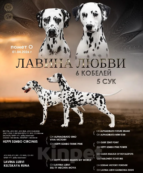 Собаки в Москве: Щенки далматина из профессионального питомника Мальчик, 100 000 руб. - фото 3
