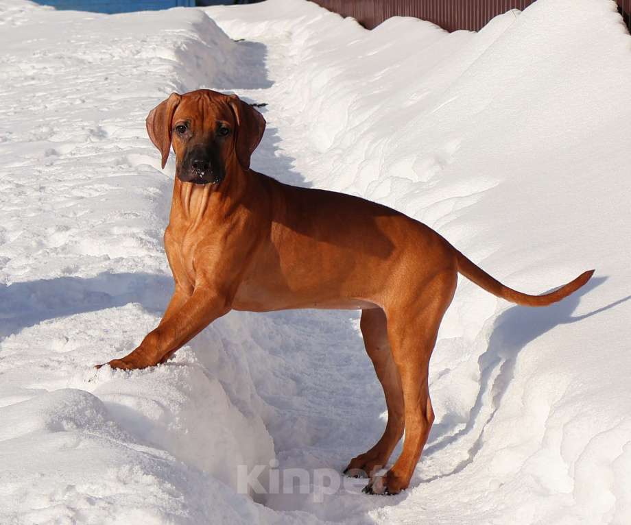 Собаки в Москве: Девочка Родезийского Риджбека для души Девочка, Бесплатно - фото 1