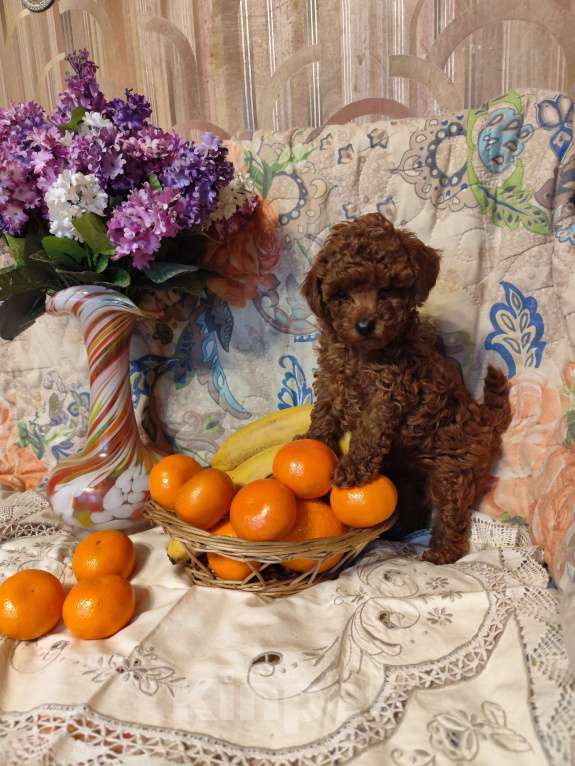 Собаки в Севастополе: Пудель той красного окраса Мальчик, 150 000 руб. - фото 2