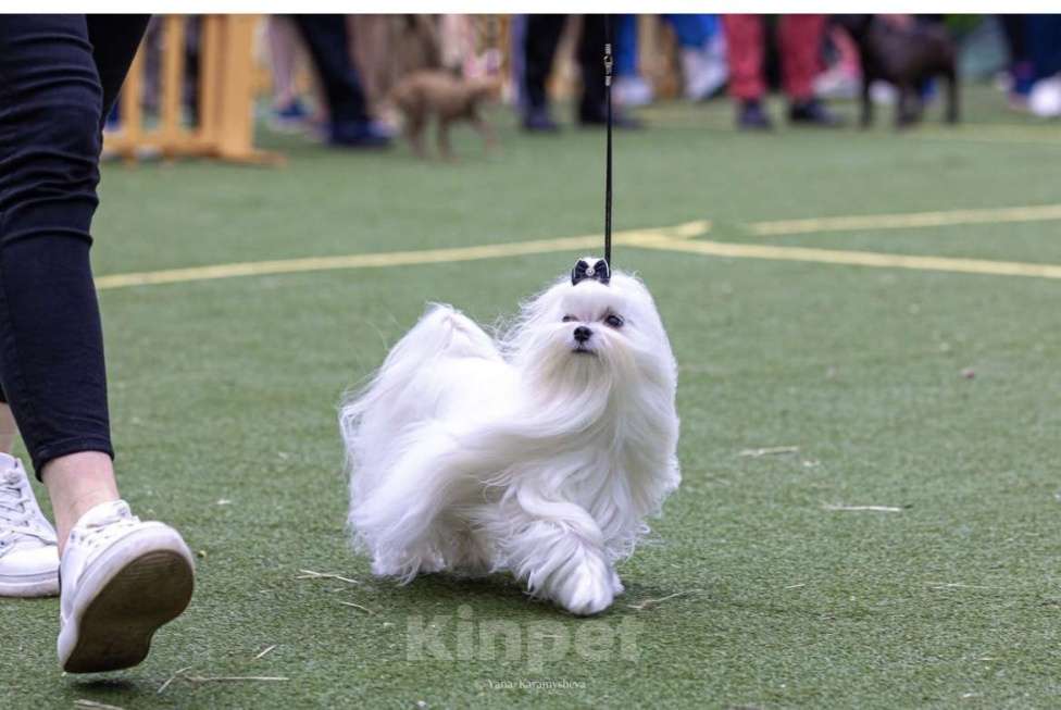 Собаки в Сочи: Очаровательная девочка мальтезе  Девочка, 150 000 руб. - фото 3