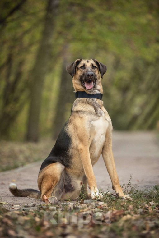 Собаки в Москве: Носок Мальчик, Бесплатно - фото 1