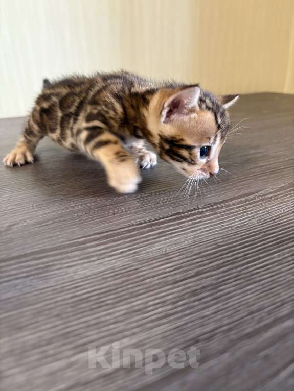 Кошки в Екатеринбурге: Бенгальские чистокровные котята с документами Мальчик, 10 000 руб. - фото 5