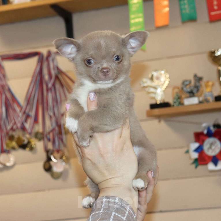 Собаки в Москве: Лиловый пухлик чихуа Мальчик, 29 000 руб. - фото 2