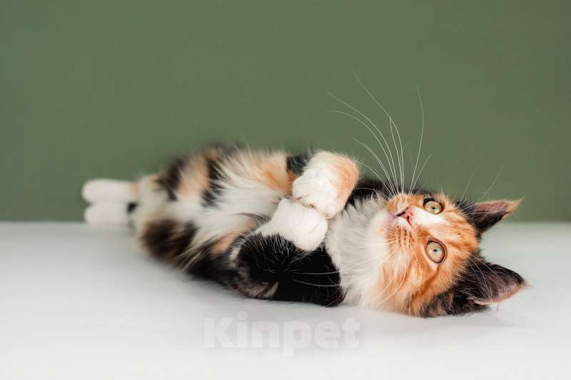 Кошки в Москве: Пушистая яркая трехцветная красавица кошка Ириска в добрые руки Девочка, Бесплатно - фото 5