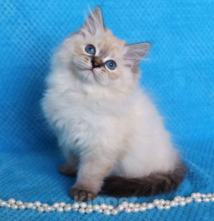 Кошки в Москве: Котик Добрыня Мальчик, 50 000 руб. - фото 2