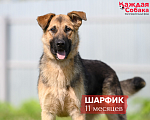 Собаки в других городах Московской области: 🐺 Овчаристый красавчик Шарфик! Мальчик, Бесплатно - фото 1