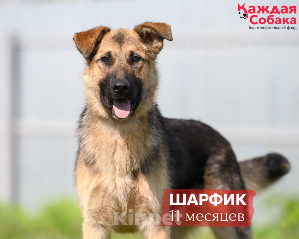 Собаки в других городах Московской области: 🐺 Овчаристый красавчик Шарфик! Мальчик, Бесплатно - фото 1
