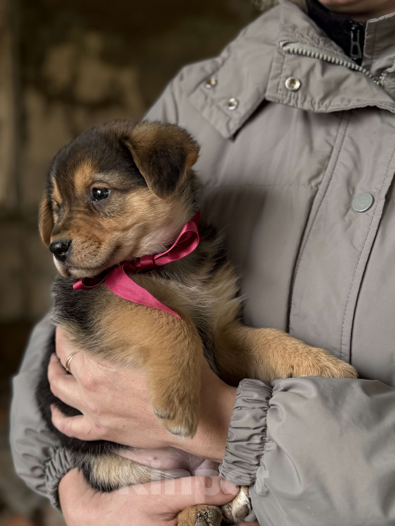 Собаки в Красногорске: Щенок невероятной красоты Санта 2 мес ждет вас! Девочка, Бесплатно - фото 6