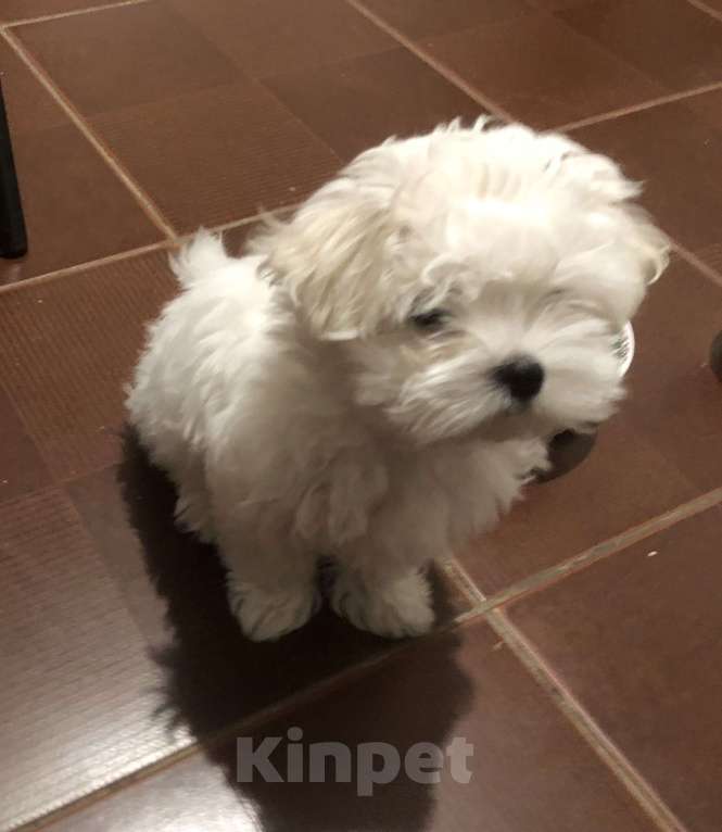 Собаки в Москве: Кудряшка Девочка, 60 000 руб. - фото 1