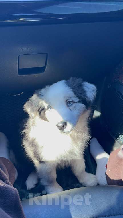 Собаки в Малоярославце: Щенок бордер колли Мальчик, Бесплатно - фото 1