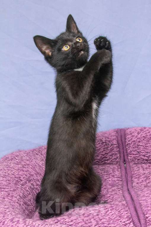Кошки в Москве: Мудрая и игривая одновременно. Котенок Багги Девочка, Бесплатно - фото 4