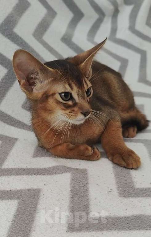 Кошки в Краснодаре: Абиссинские котята  Мальчик, 70 000 руб. - фото 7