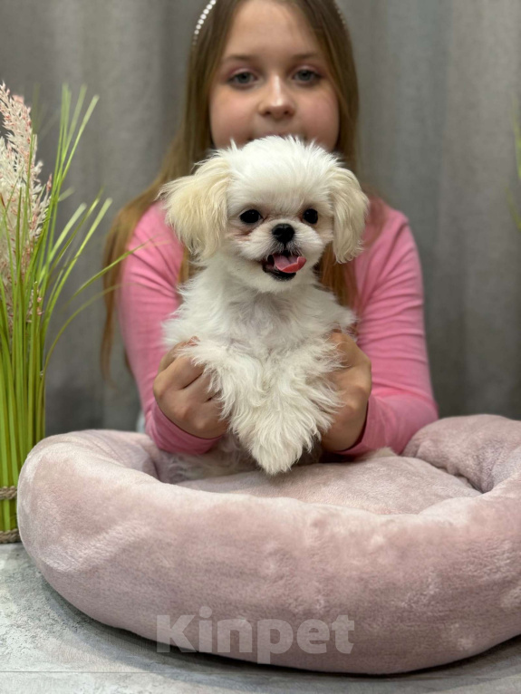 Собаки в Москве: Лакки. Эксклюзивное микро. Мальчик, 150 000 руб. - фото 4