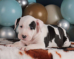 Собаки в Барнауле: Продам щенков АСТ Девочка, Бесплатно - фото 3