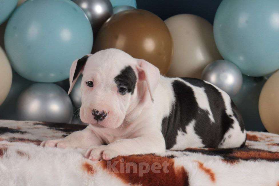 Собаки в Барнауле: Продам щенков АСТ Девочка, Бесплатно - фото 3