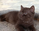 Кошки в Санкт-Петербурге: Шоколадный британский парень Мальчик, 80 000 руб. - фото 1