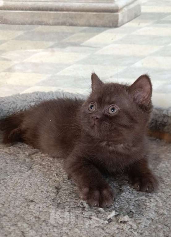 Кошки в Санкт-Петербурге: Шоколадный британский парень Мальчик, 80 000 руб. - фото 1