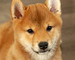 Собаки в Кольчугино: Девочка сиба,  2.5 месяца, предлагается к продаже  Девочка, 40 000 руб. - фото 1