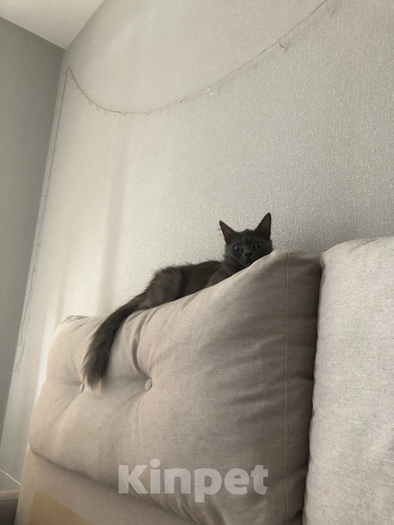 Кошки в Воронеже: Энничка Девочка, Бесплатно - фото 6