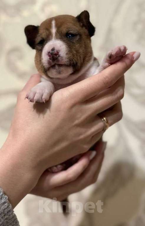 Собаки в Москве: Очаровательный мальчик Басенджи Мальчик, 90 000 руб. - фото 1