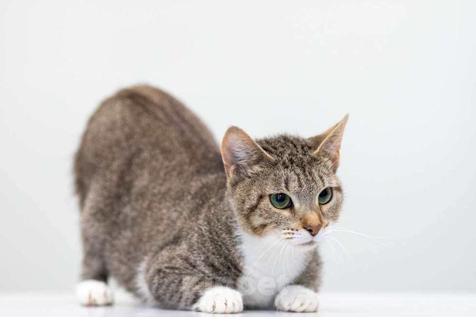 Кошки в Москве: Овечка Девочка, Бесплатно - фото 2