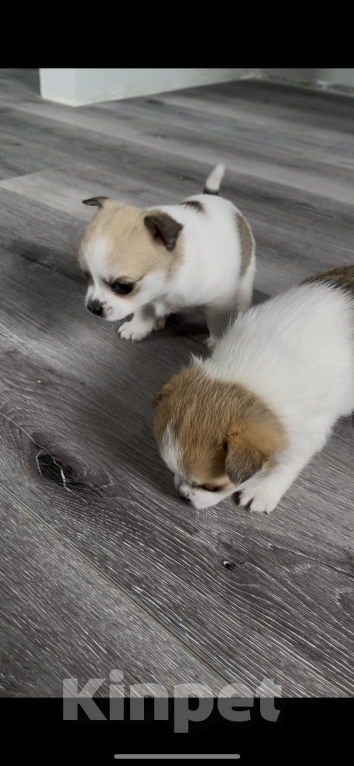 Собаки в Санкт-Петербурге: Девочка помчи Девочка, 10 000 руб. - фото 5