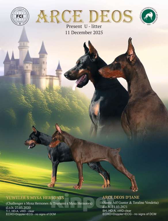 Собаки в Санкт-Петербурге: Щенок добермана Девочка, 70 000 руб. - фото 3