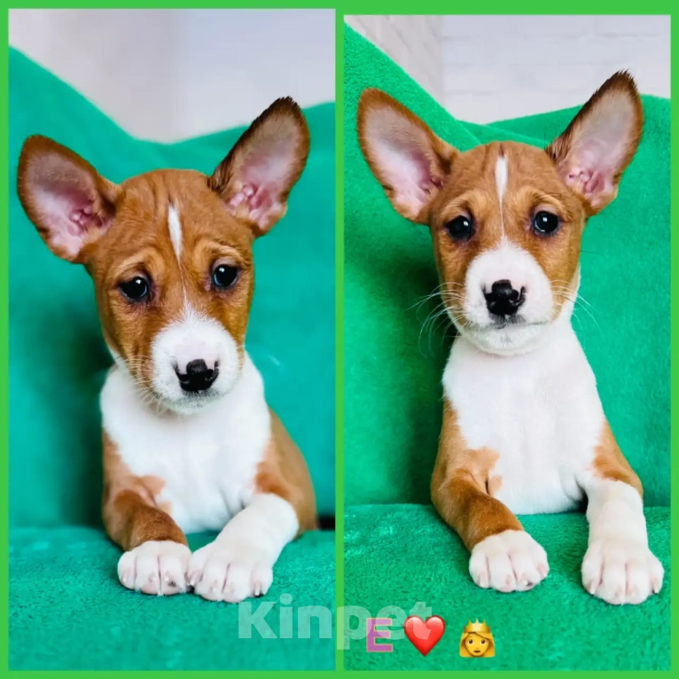 Собаки в Москве: Щенки басенджи Разнополые, 70 000 руб. - фото 5