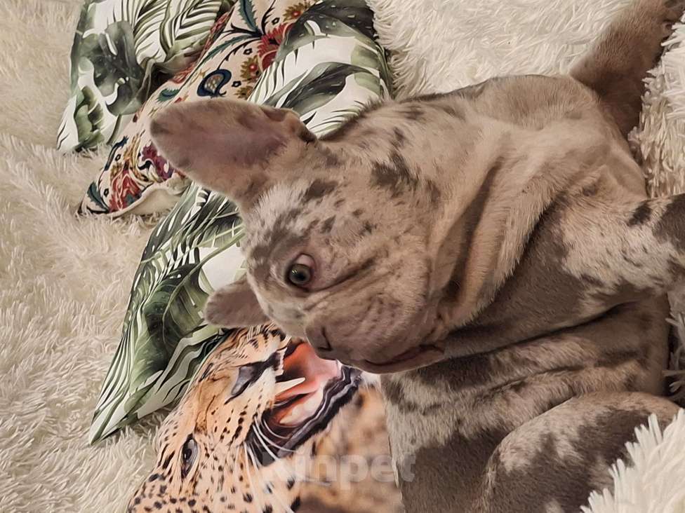 Собаки в Майкопе: Продаю чудесного щенка Девочка, Бесплатно - фото 3