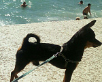 Собаки в Копейске: Кобель той-терьер для вязки Мальчик, 1 500 руб. - фото 3