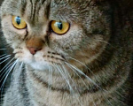 Кошки в Добрянке: ШОТЛАНДСКИЕ КОТЯТА, 5 000 руб. - фото 7
