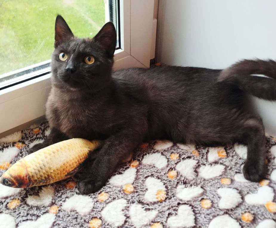 Кошки в Москве: Молодой котик-подросточек Шоколад ждёт свою семью Мальчик, Бесплатно - фото 6