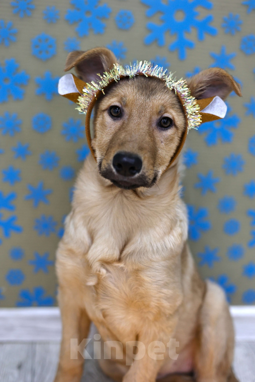 Собаки в Москве: Щенки бесплатно в Москве Девочка, Бесплатно - фото 1