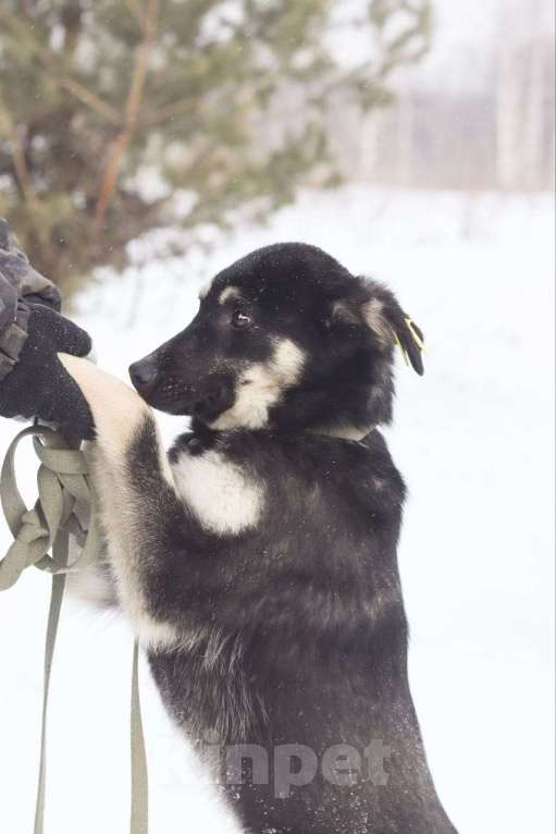Собаки в Новосибирске: Щенок в добрые руки Девочка, 1 000 руб. - фото 4