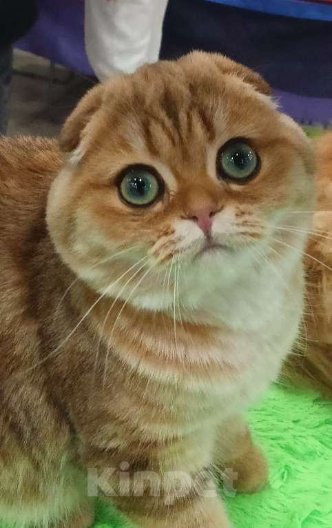 Кошки в Москве: Золотой котик с аквамариновыми глазами Мальчик, 25 000 руб. - фото 1