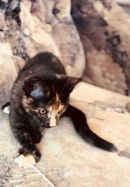 Кошки в Москве: Черепашка мейн-кун котенок Девочка, 25 000 руб. - фото 3