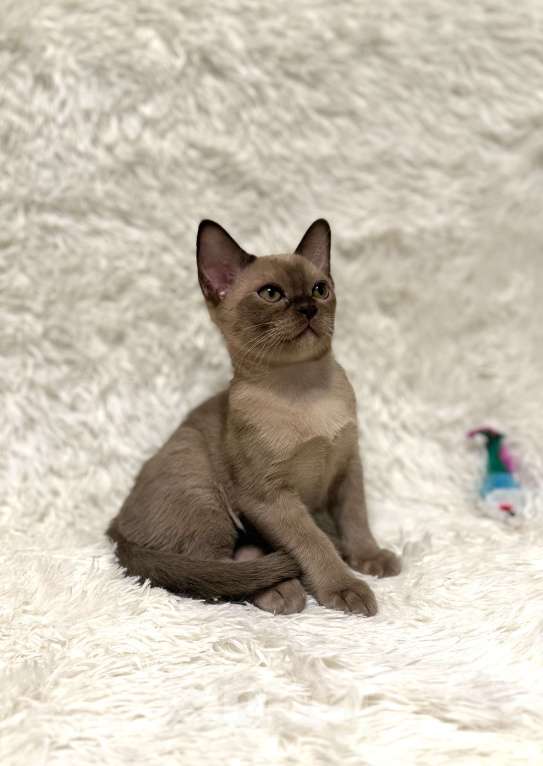 Кошки в Москве: Бурманский котенок мальчик Мальчик, 80 000 руб. - фото 6