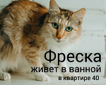 Кошки в Москве: Кошка живет в ванной Девочка, Бесплатно - фото 1