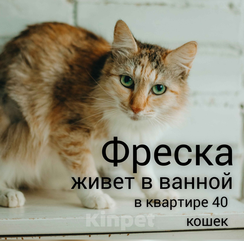 Кошки в Москве: Кошка живет в ванной Девочка, Бесплатно - фото 1