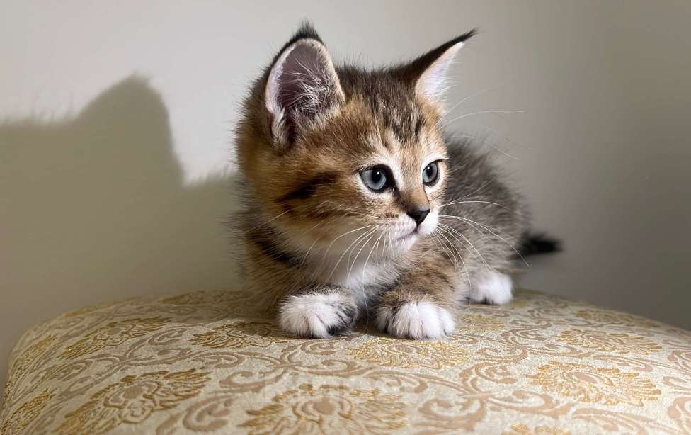 Кошки в Реутове: Шотландский прямоухий котенок Девочка, 15 000 руб. - фото 2