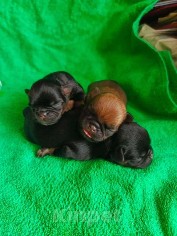 Собаки в Москве: Малыши брабики на сентябрь Мальчик, 40 000 руб. - фото 4