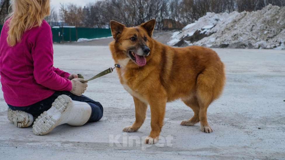 Собаки в Москве: Очаровательный Рыжуня ищет семью Мальчик, Бесплатно - фото 6