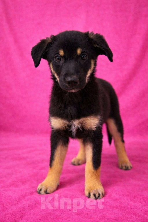 Собаки в Москве: Девочка щенок Гайка ищет дом Девочка, Бесплатно - фото 9