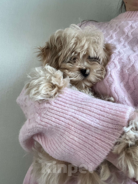 Собаки в Москве: Мальчик мальтипу f1 мини Мальчик, 65 000 руб. - фото 8