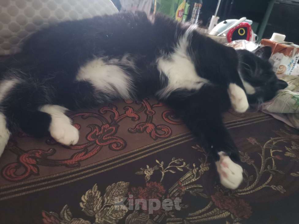 Кошки в Челябинске: отдам кошечку в добрые руки Девочка, Бесплатно - фото 1