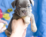 Собаки в Симферополе: мальчик лиловый щенки французского бульдога Мальчик, 80 000 руб. - фото 2